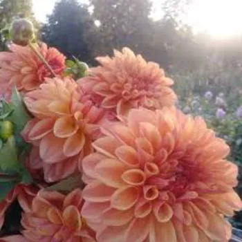 Modern Cut Flower